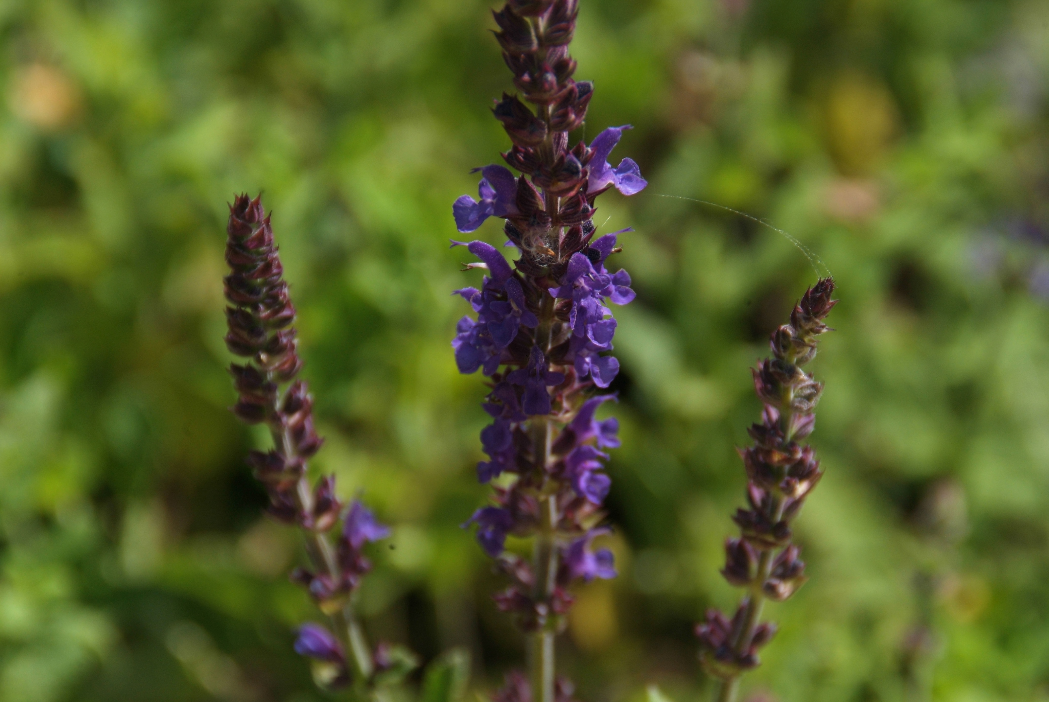 Salvia nemorosaBossalie bestellen